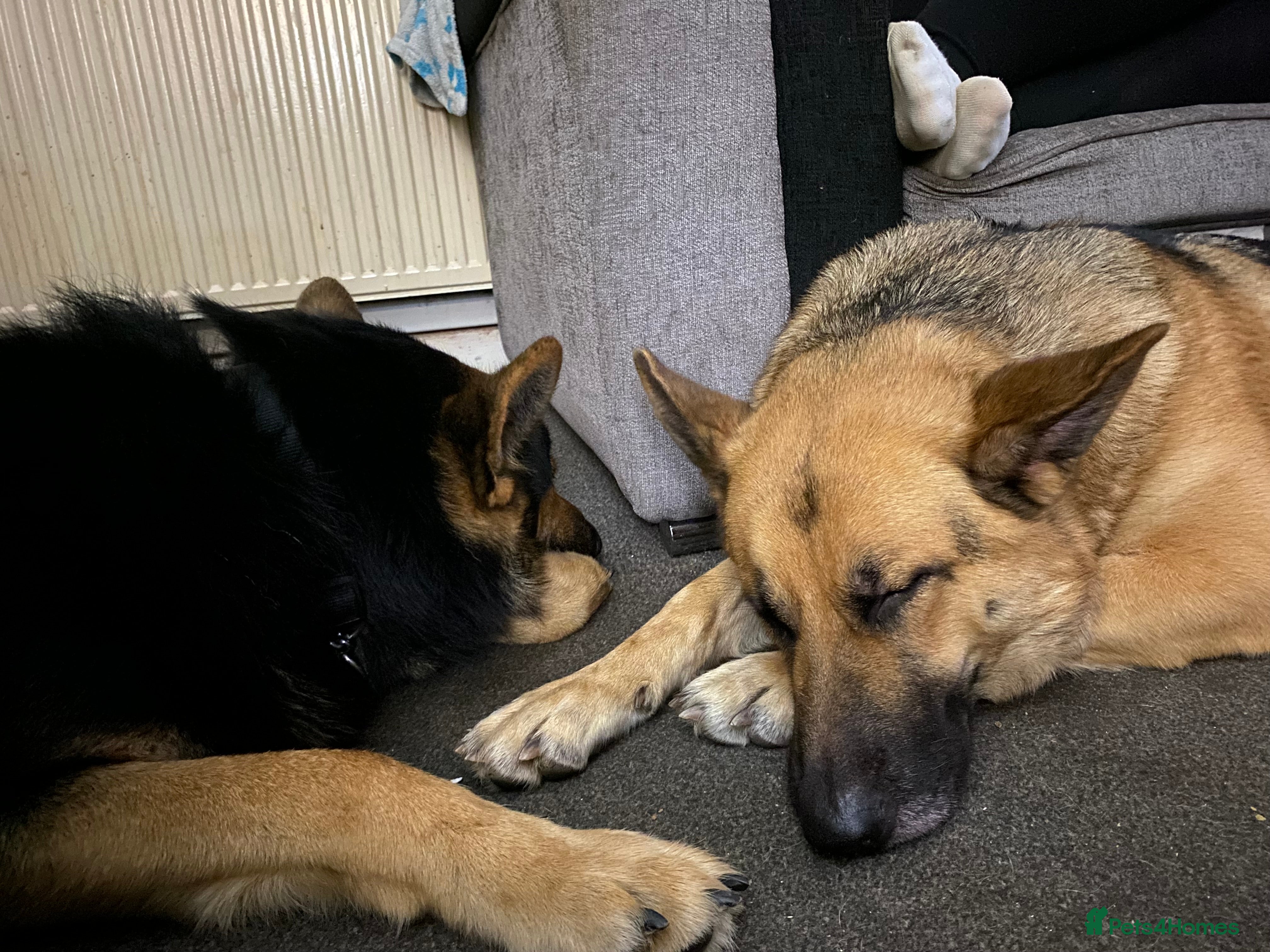 German Shepherd dogs X3 Female German Shepherd  - Advert 13