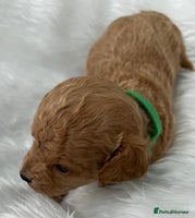 Cavapoo dogs - Advert 3