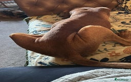 Mixed Breed dogs for adoption: Makis , a loving Cypriot boy  - Image 8