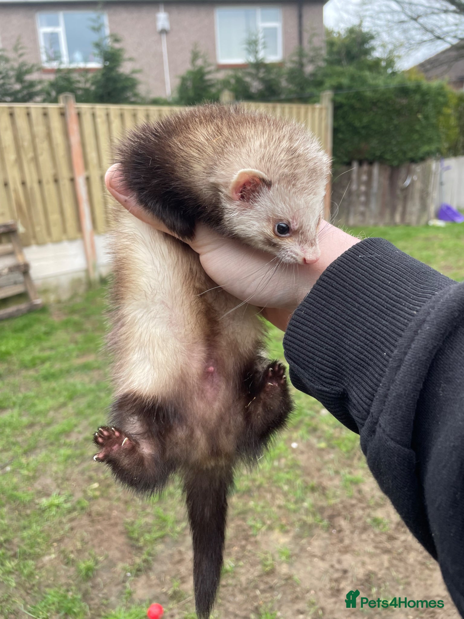 Ferret rodents for sale: Micro Hob Ferret - Advert 3
