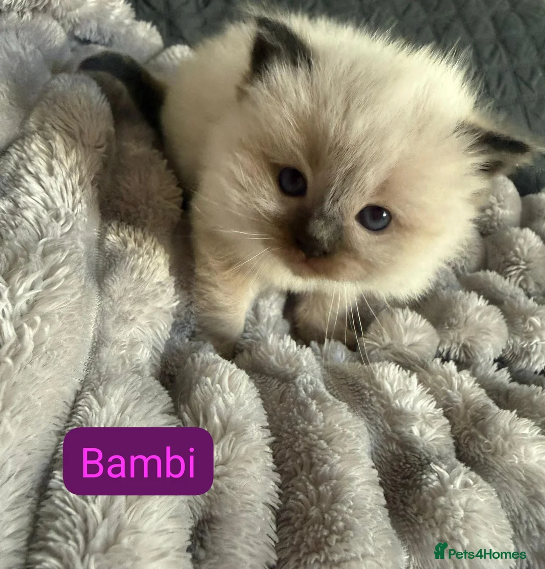 Ragdoll cats for sale: Stunning Purebred Ragdoll Kittens  - Advert 8