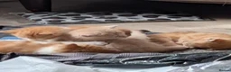 British Shorthair cats for sale: Three adorable perfect kittens  - Advert 2