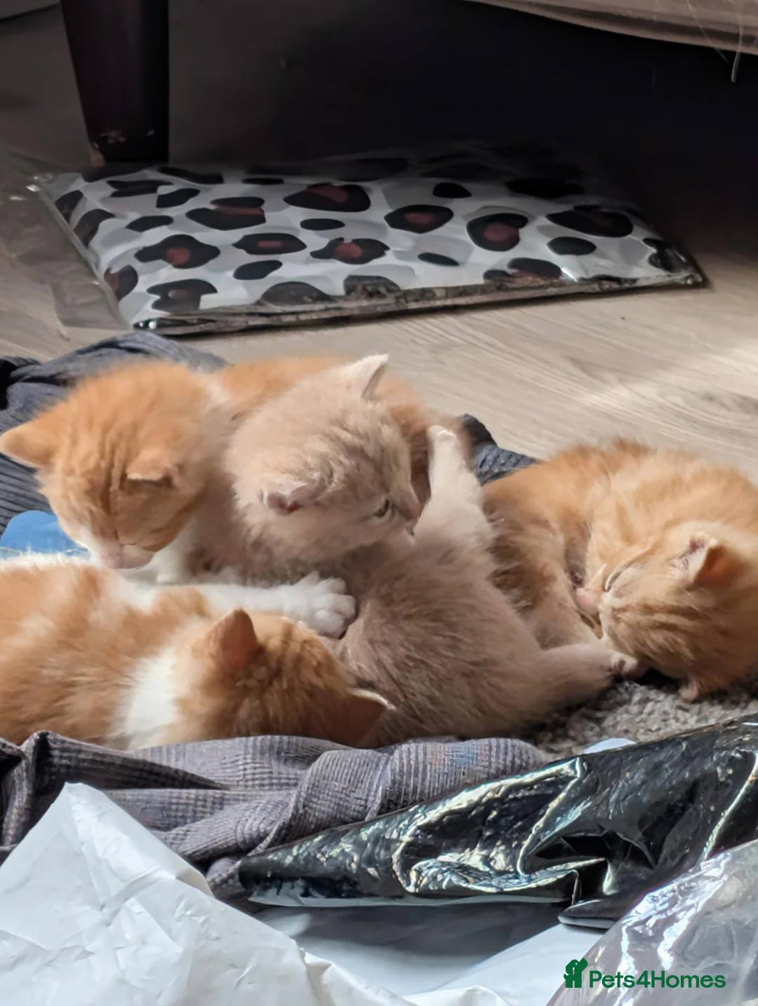 British Shorthair cats for sale: Three adorable perfect kittens  - Advert 2