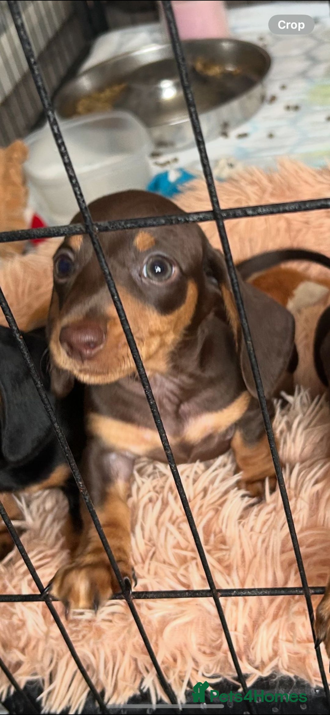 Miniature Dachshund dogs for sale: Stunning chocolate and tan miniature dachshund - Image 11
