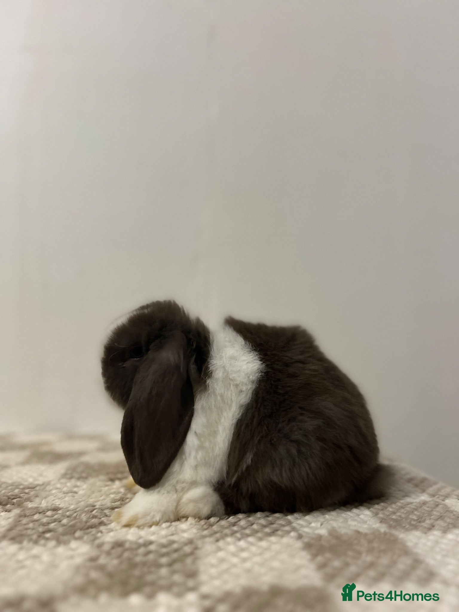 Mini Lop rabbits READY TO LEAVE - Advert 1