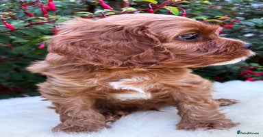 Cavapoo dogs - Advert 7