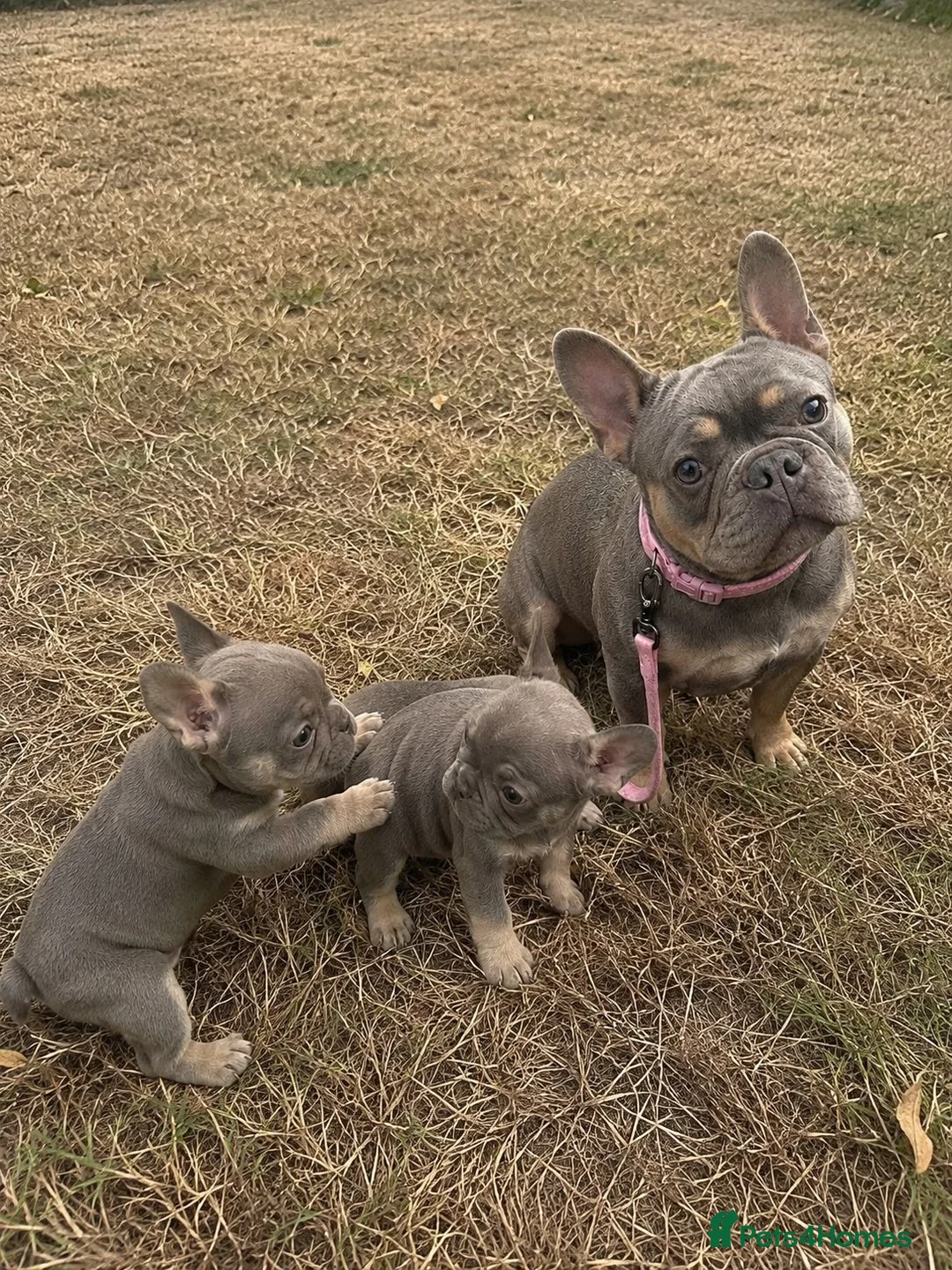 French Bulldog dogs for sale: adorable frenchies available  - Advert 3