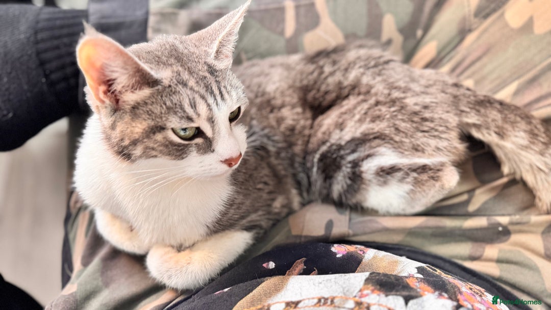 British Shorthair cats for sale: 2 bouncy and playful kittens  - Advert 1