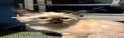 Ragdoll cats for sale: Ragdoll seal point/bluepoint - Advert 21