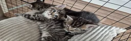 Russian Blue cats for sale: Russian Blue X Bengal - Advert 7