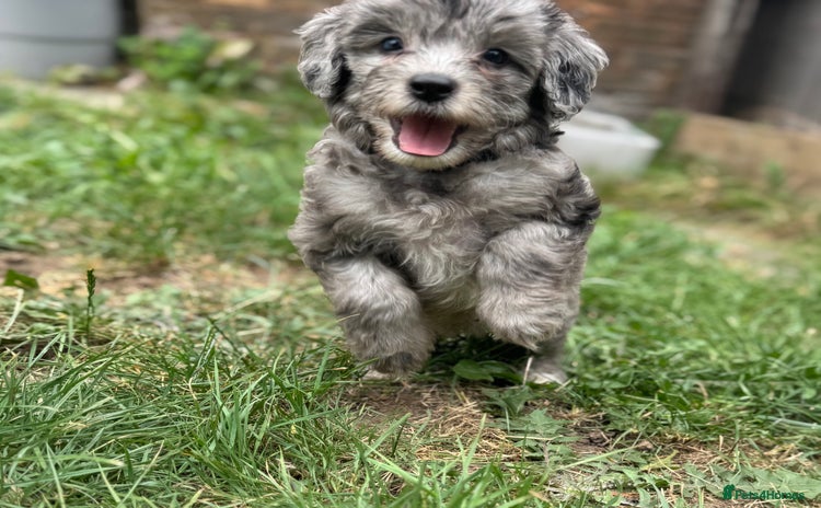 Cockapoo dogs - Advert 2