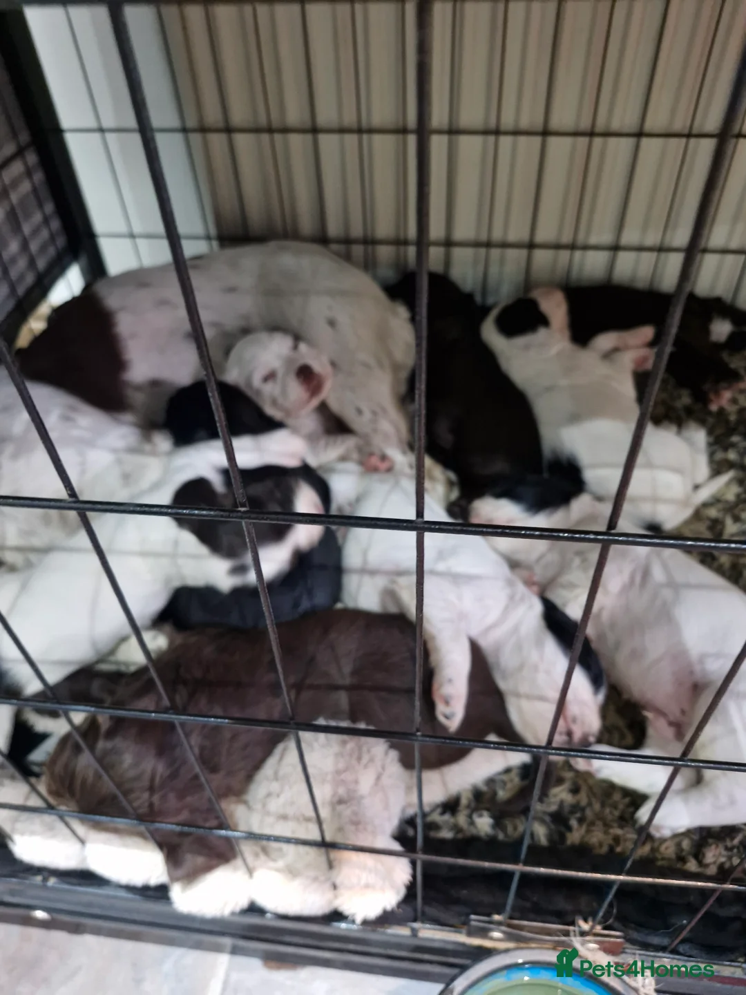 Sprocker dogs for sale: Sprocker puppies - Advert 2