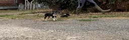 Border Collie dogs for sale: Pedigree border collie puppies  - Advert 4