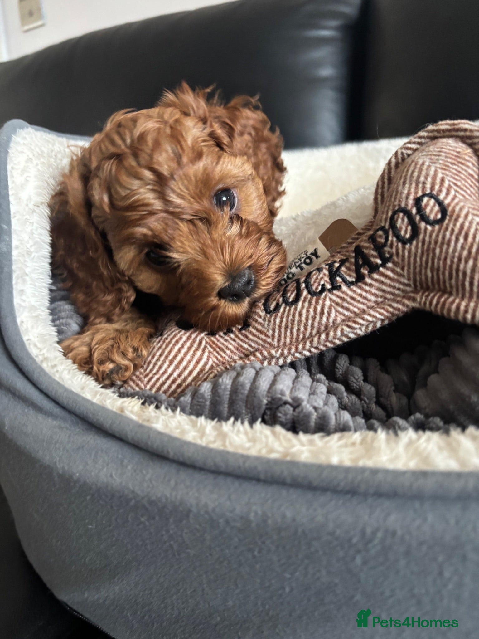Cockapoo dogs F1b fox red cockerpoo - Advert 2