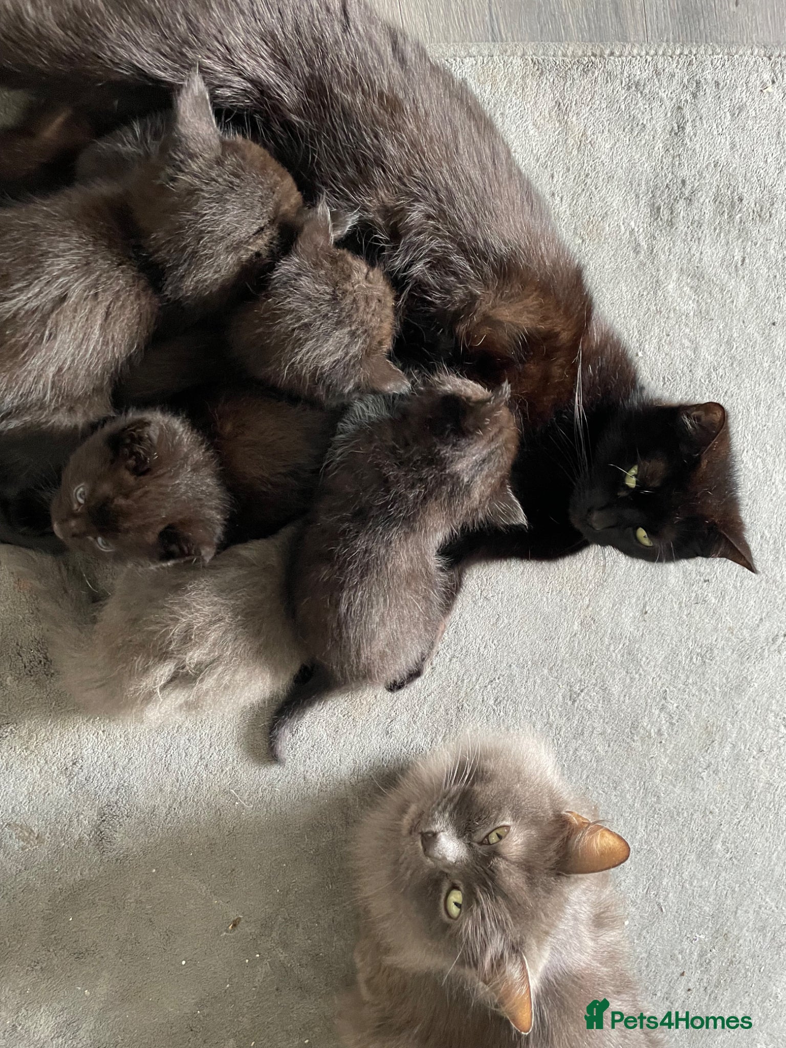 Mixed Breed cats Beautiful Fluffy Male Kittens x3 - Advert 1