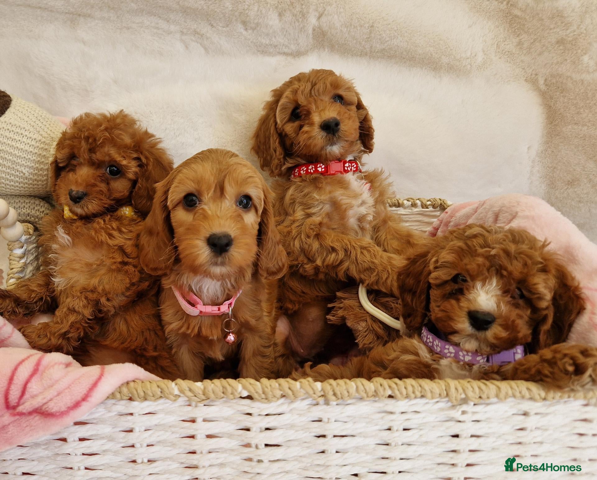 Cavapoo dogs 💖BEAUTIFUL LICENSED-BRED CAVAPOOS💖 - Advert 1