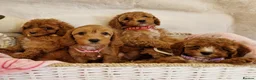 Cavapoo dogs for sale: 💖BEAUTIFUL LICENSED-BRED CAVAPOOS💖 - Advert 1