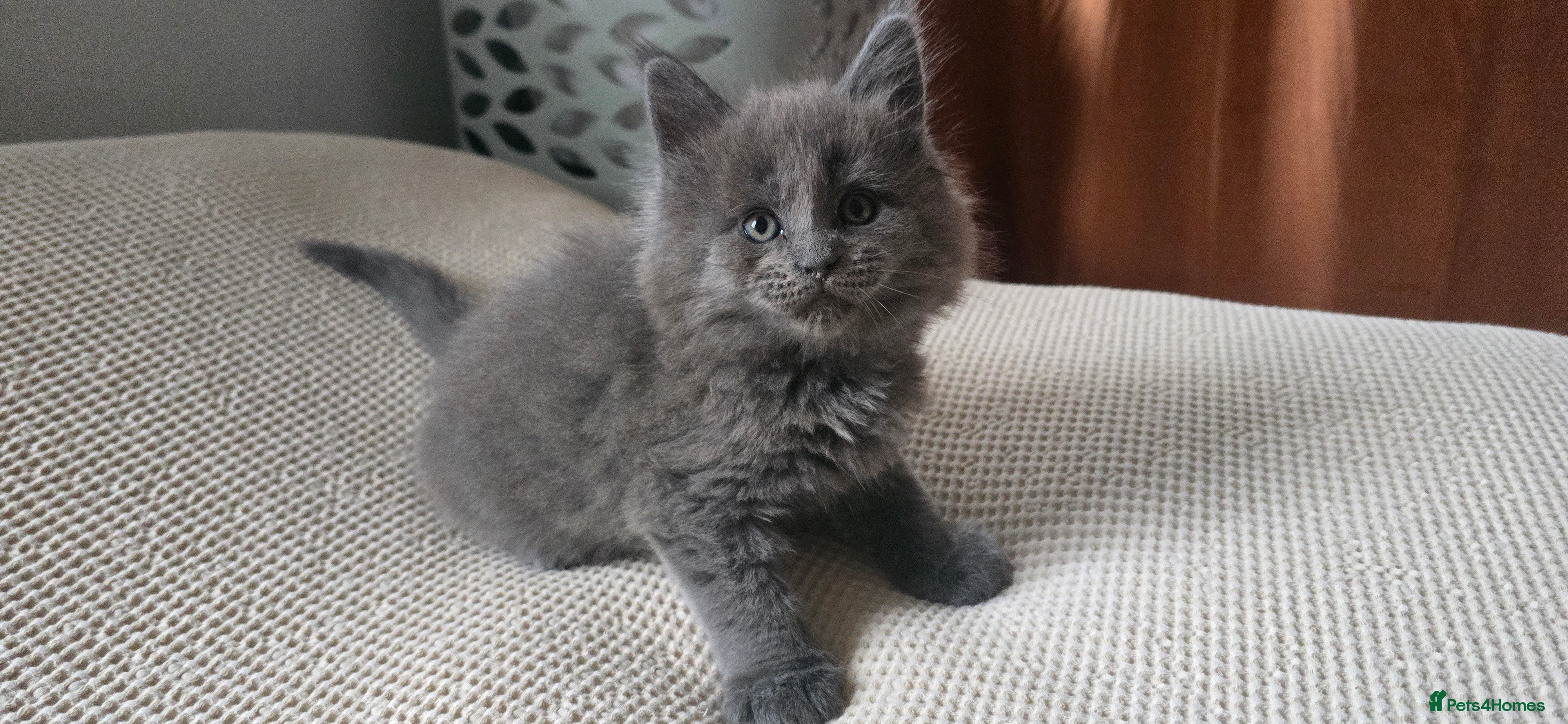 Maine Coon cats Maine coon kittens  - Advert 17