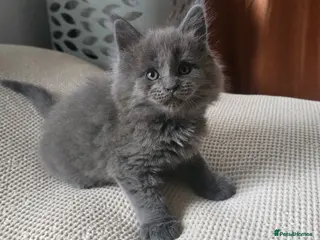 Maine Coon cats Maine coon kittens - Advert 17