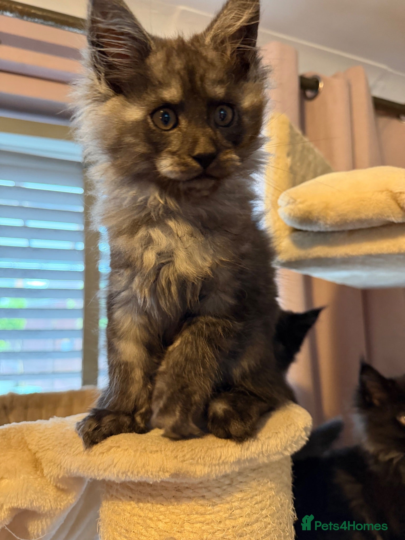 Maine Coon cats Tica registered black smoked male Maine coon - Advert 2