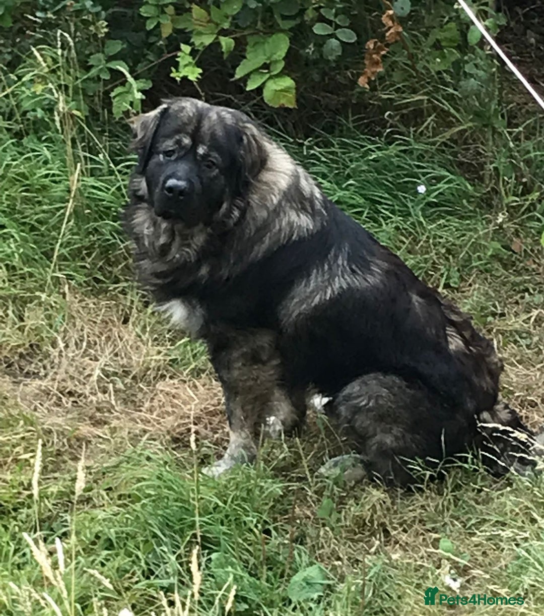 Caucasian Shepherd Dog dogs for stud: Caucasian Shepherd Dog for Stud - Advert 3