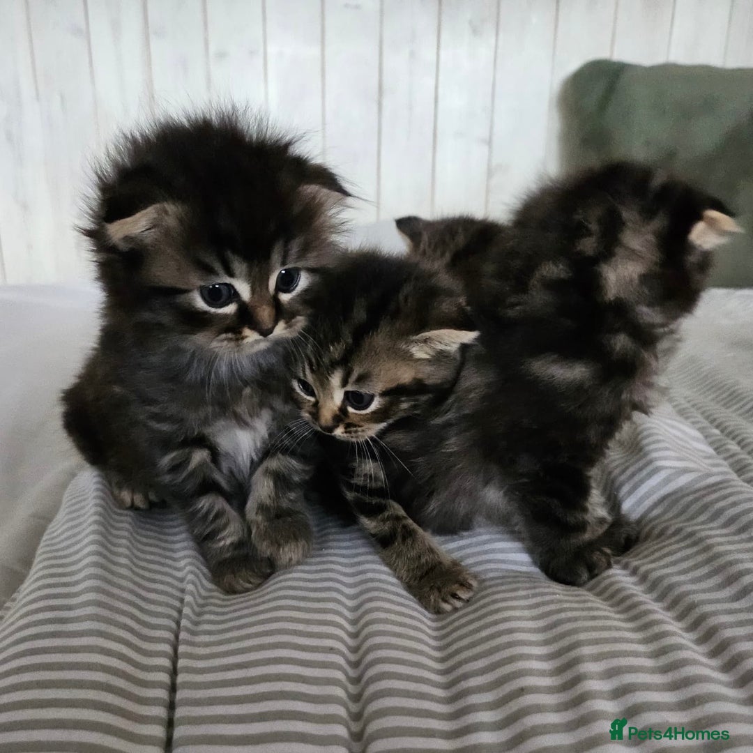 Mixed Breed cats for sale: British Shorthair blue x Siberian  - Image 7