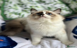 Ragdoll cats for sale: Bicolour Ragdoll Kittens Ready To Go in Castleford - Image 11