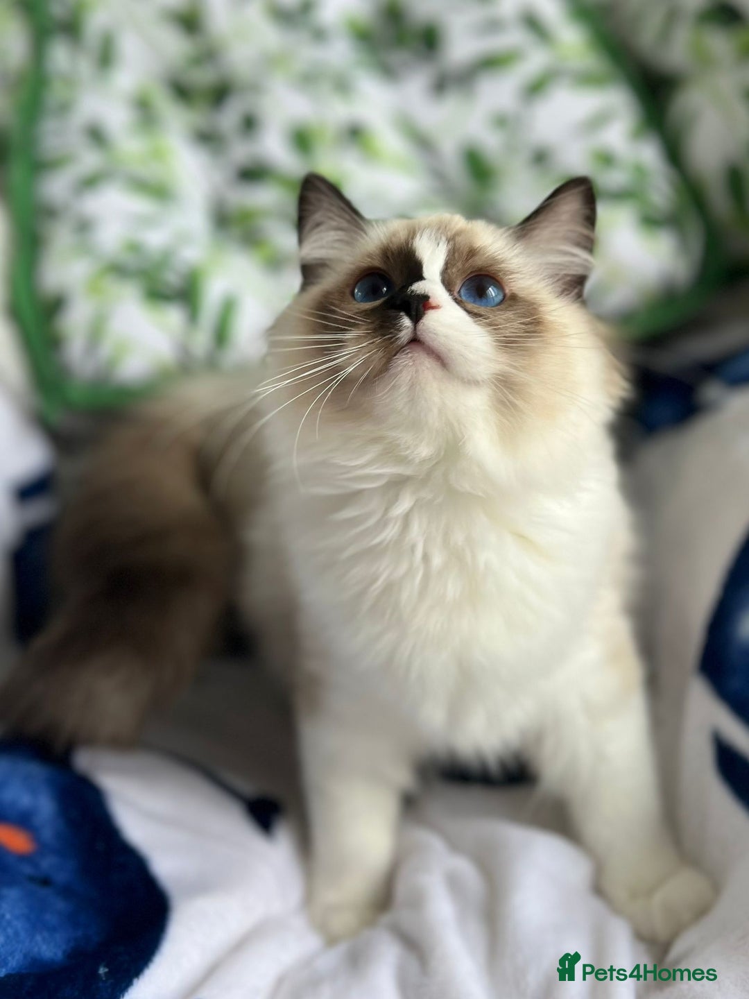 Ragdoll cats for sale: Bicolour Ragdoll Kittens Ready To Go in Castleford - Image 11