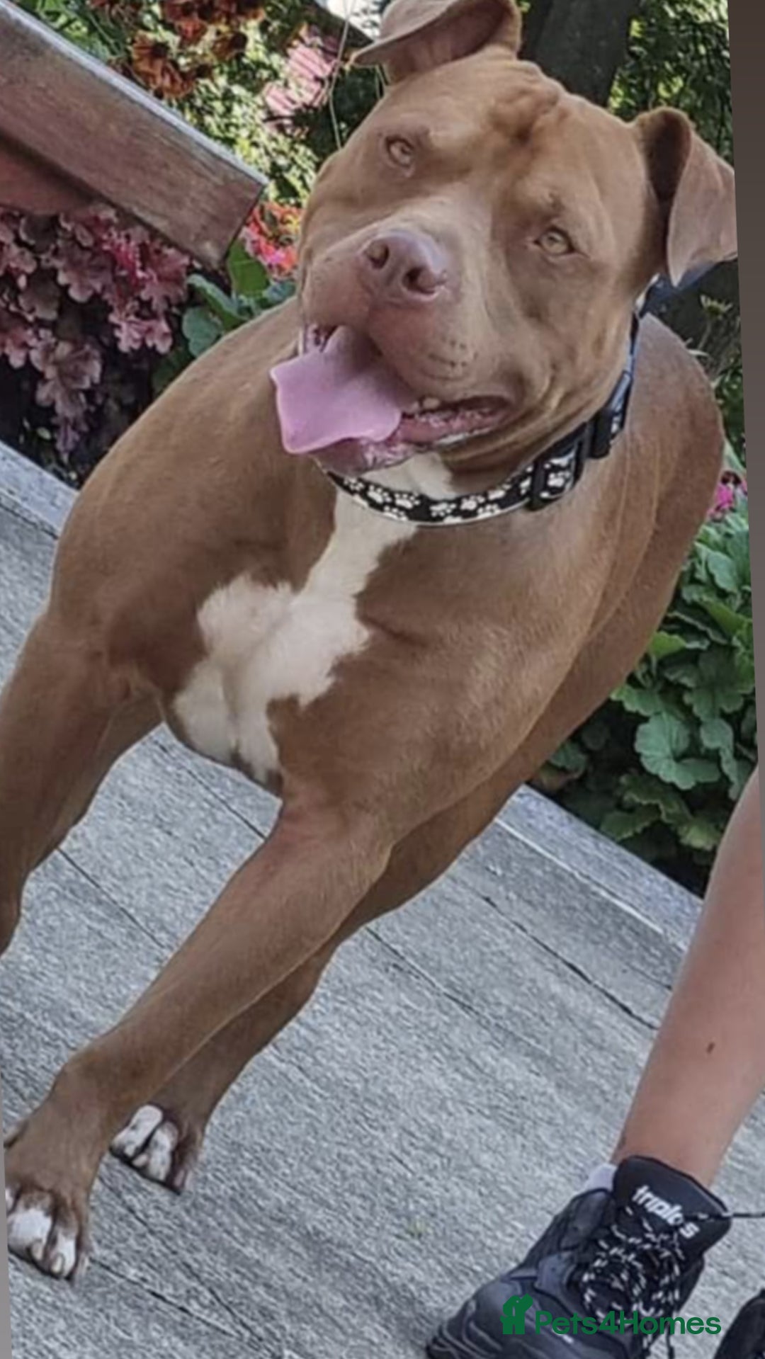 American Bull Staffy dogs for sale: 🐾 American Bull staffys – Born  **  Day  **  - Advert 3