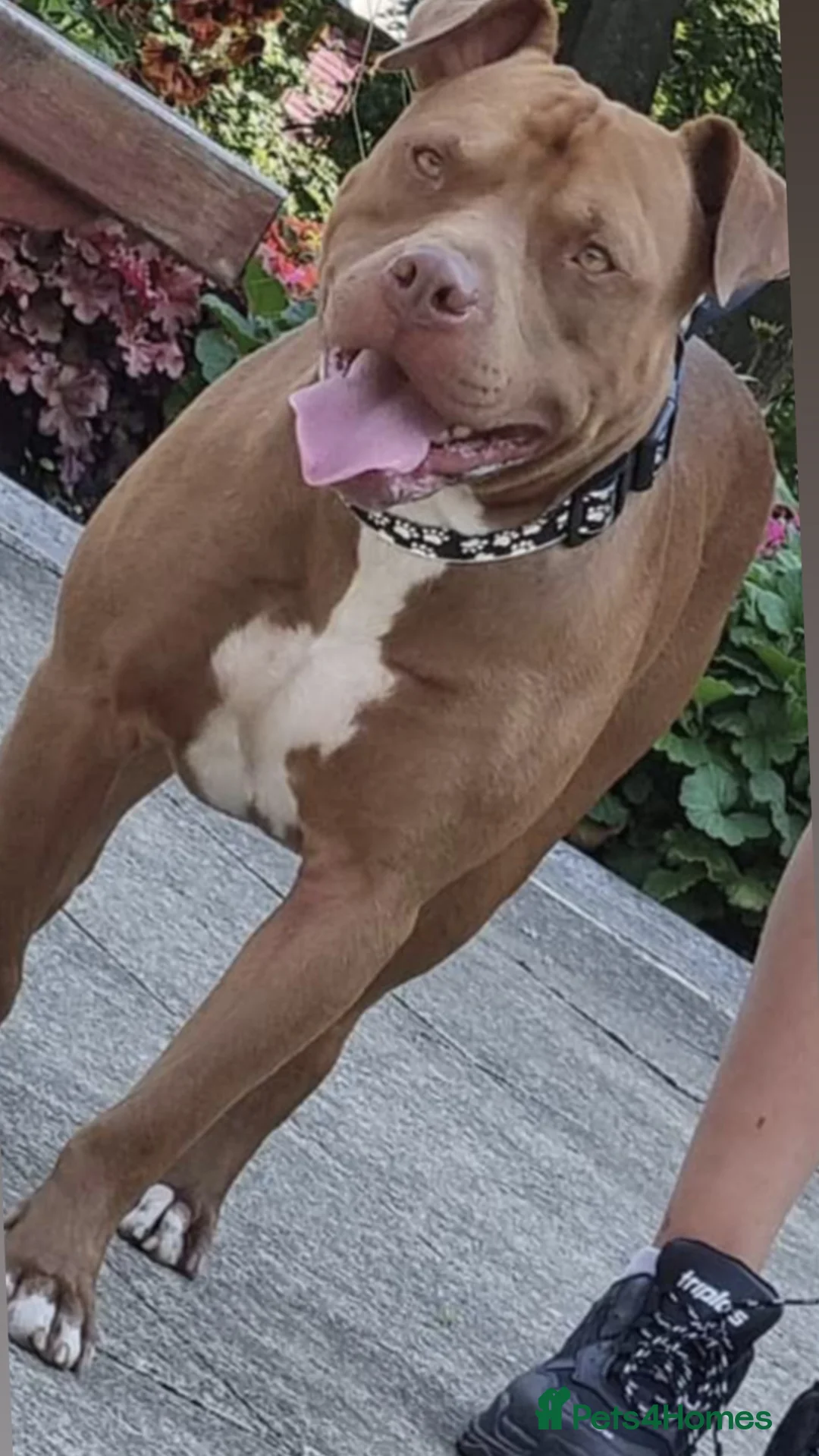 American Bull Staffy dogs for sale: 🐾 American Bull staffys – Born  **  Day  **  - Advert 3