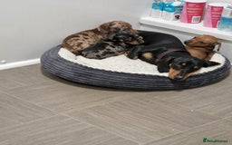 Miniature Dachshund dogs for sale: 3 Fat Little Minature Dacshund Puppies - Image 4