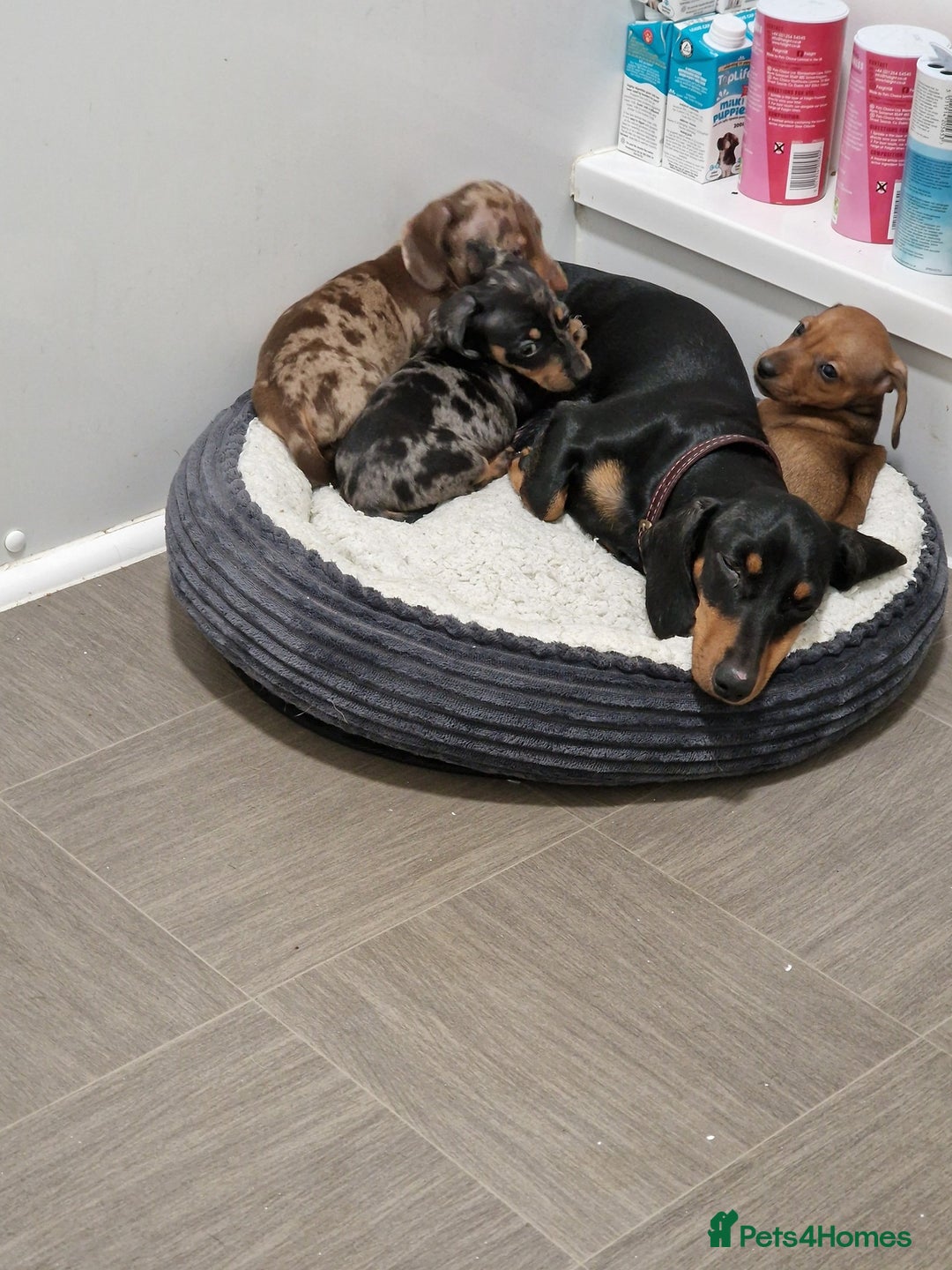 Miniature Dachshund dogs for sale: 3 Fat Little Minature Dacshund Puppies - Image 4