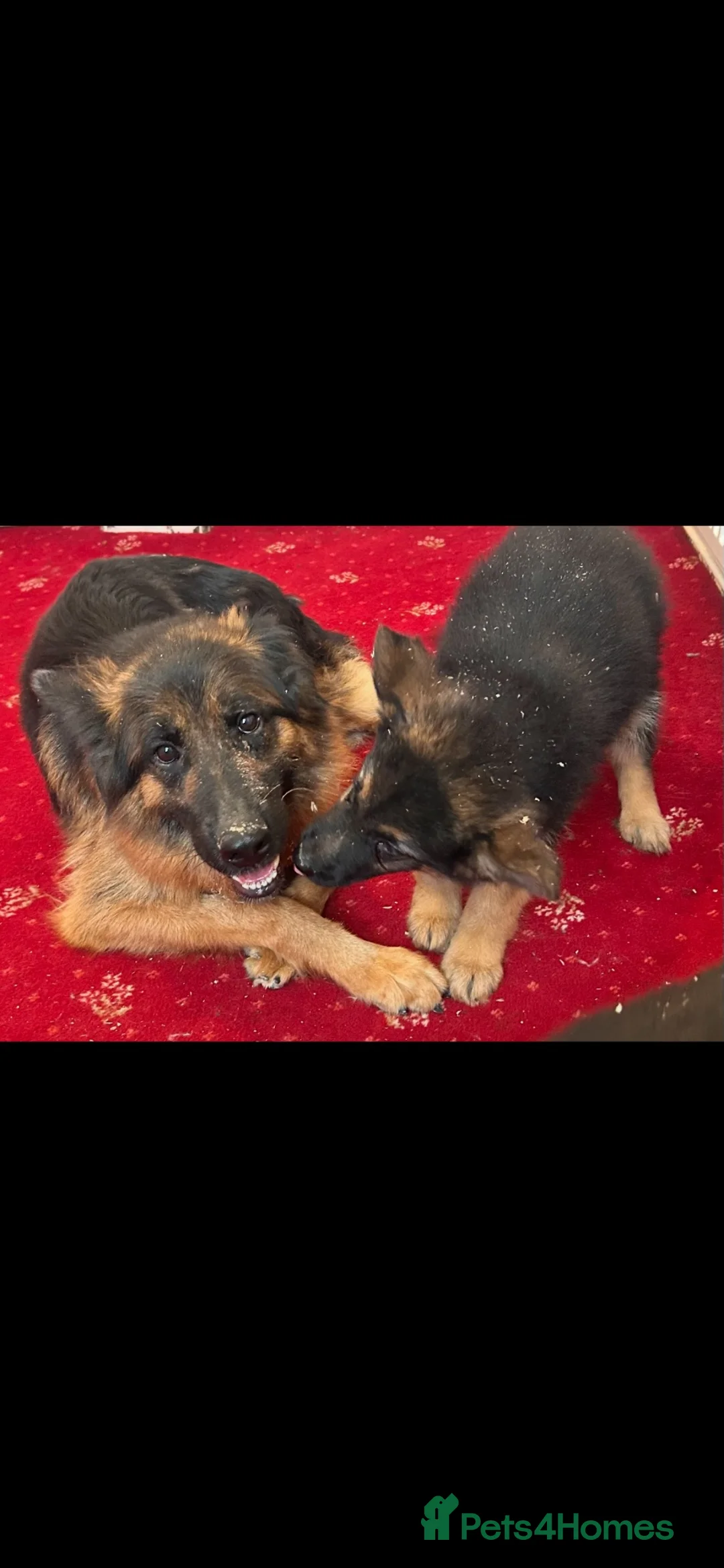German Shepherd dogs for sale: German shepherd puppies  - Advert 3