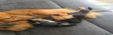 Gnasher 