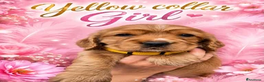 Cocker Spaniel 2