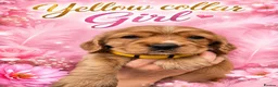 Cocker Spaniel dogs for sale: Superb show type cocker spaniel puppies  - Advert 3