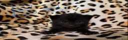Mixed Breed cats for sale: 5 beautiful kittens for sale! - Advert 4