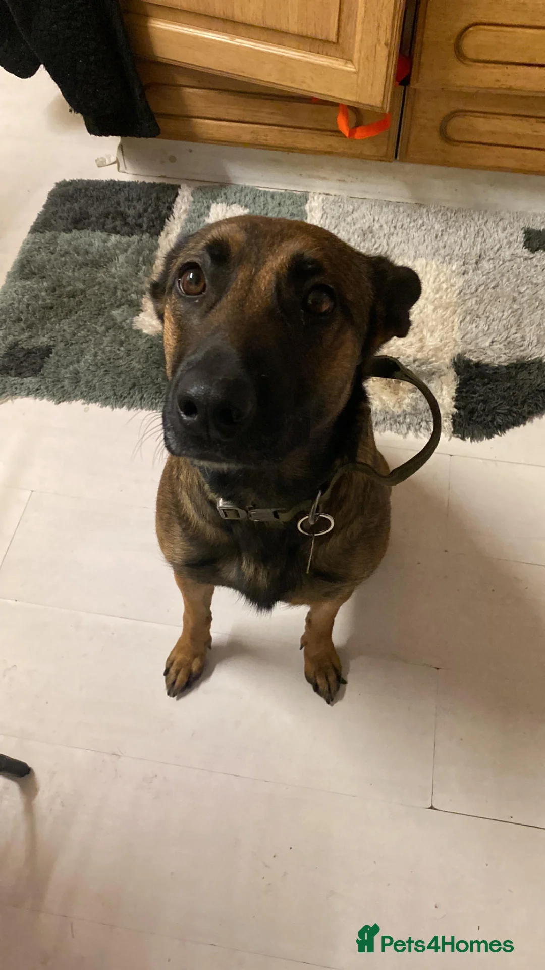 Mixed Breed dogs for sale: Belgian Mali looking for a new home - Advert 2