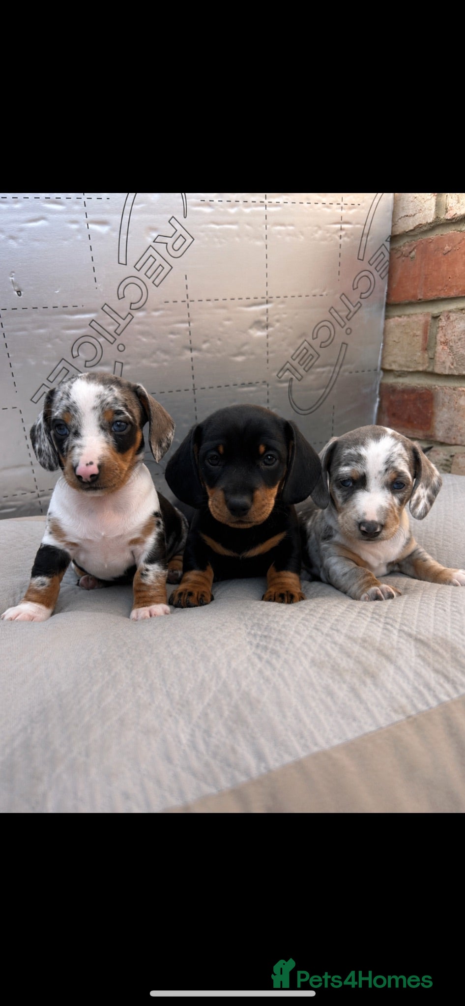 Dachshund dogs Dachshunds  - Advert 12