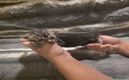Bengal cats for sale: Rare Bengal babies - Image 13