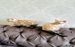 Bengal cats for sale: 🐾***GORGEOUS PURE SNOW BENGAL***🐾 - Advert 11