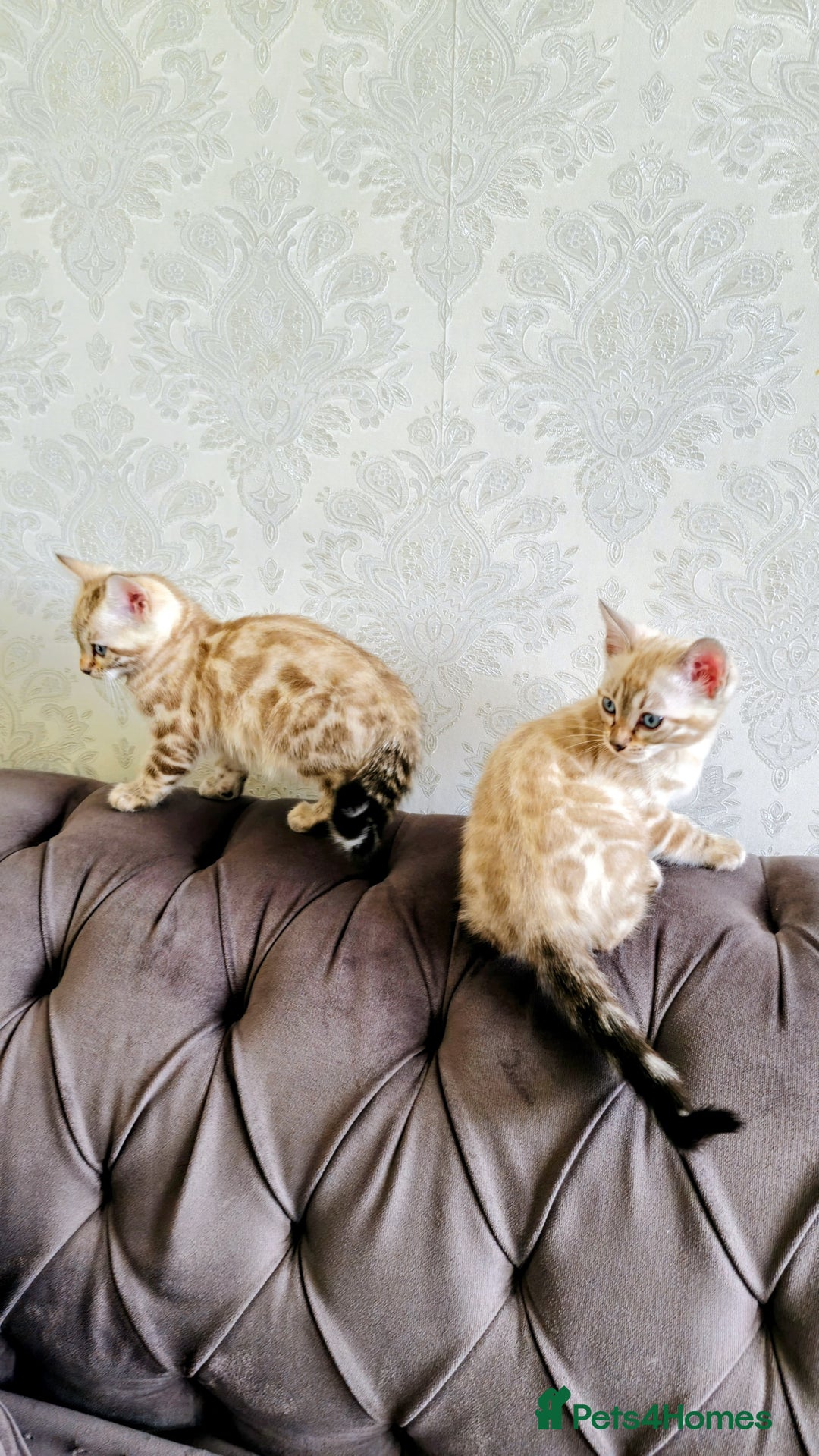 Bengal cats for sale: 🐾***GORGEOUS PURE SNOW BENGAL***🐾 - Advert 11