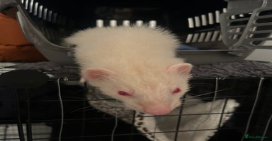 Ferret rodents - Advert 11