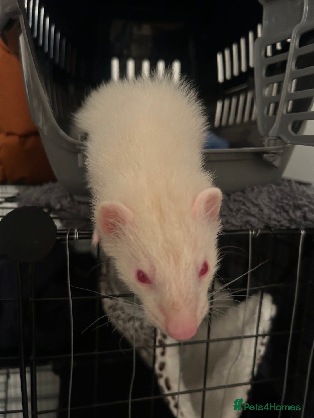Ferret rodents for sale: Red Eyed Albino Ferret - Image 3