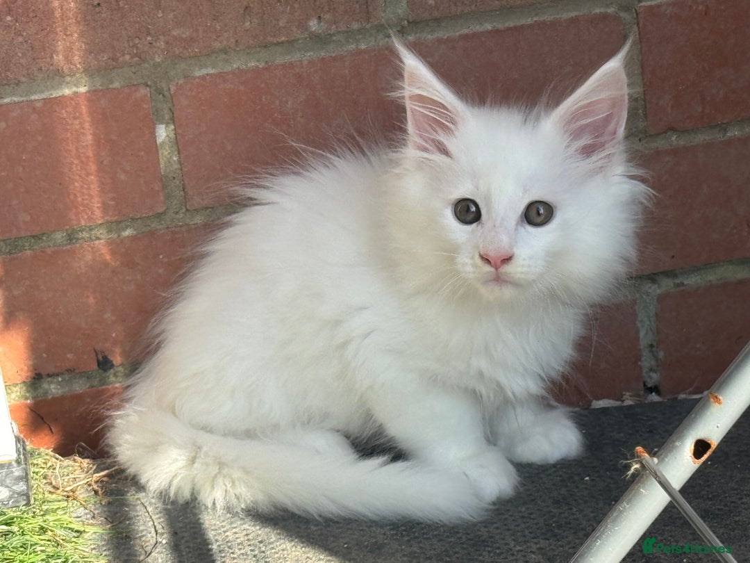 Maine Coon cats for sale: 2 Mainecoon pedigree kitten - Image 28