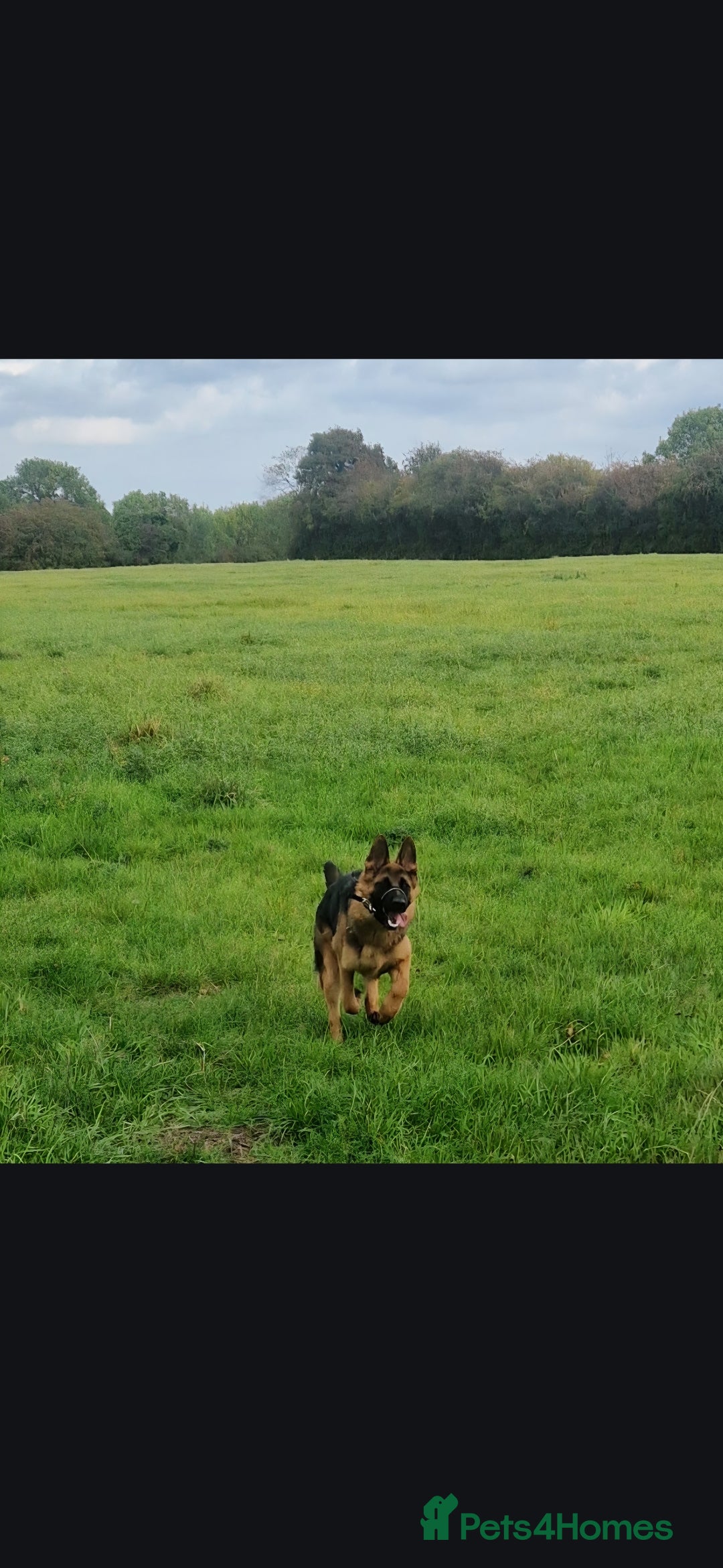 German Shepherd dogs for sale: German shepherd bicth - Advert 3