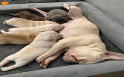 French Bulldog dogs for sale: French bulldog pups ❤️ - Image 9