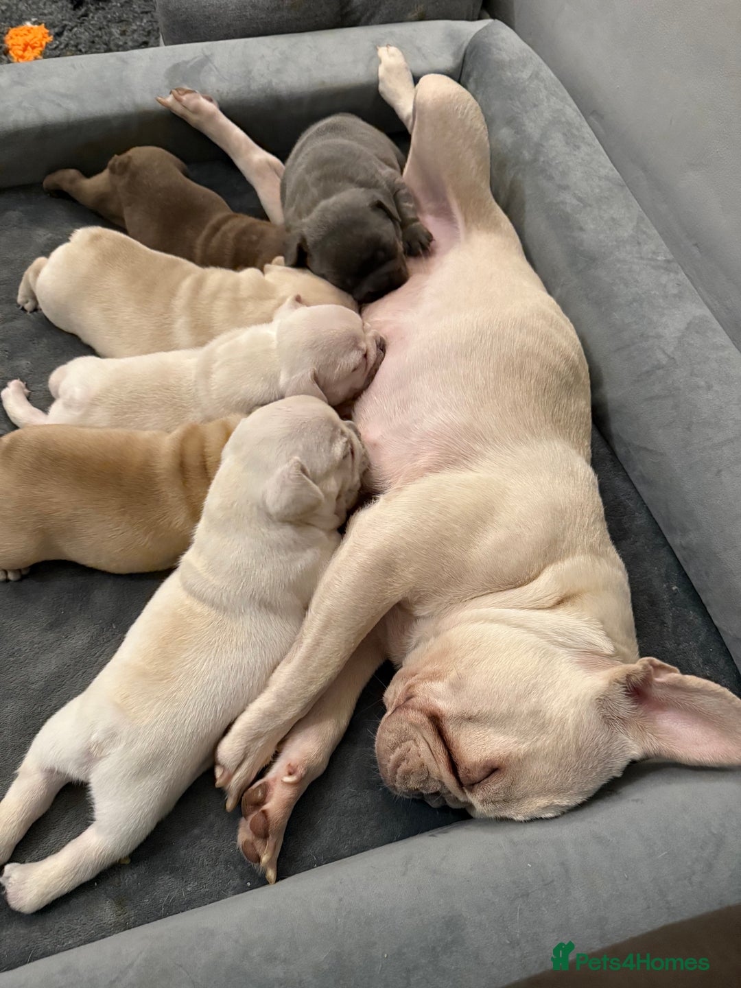 French Bulldog dogs for sale: French bulldog pups ❤️ - Image 9