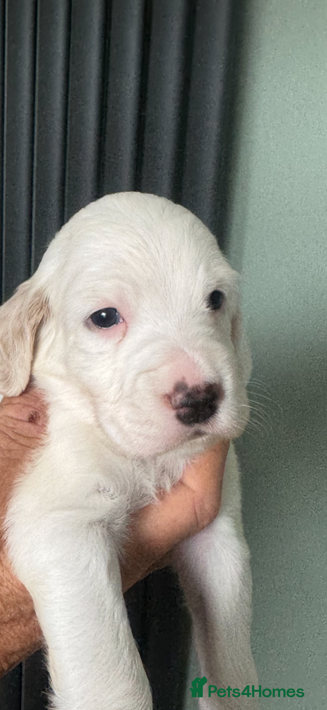 English Setter dogs for sale: English setter pups - Image 4