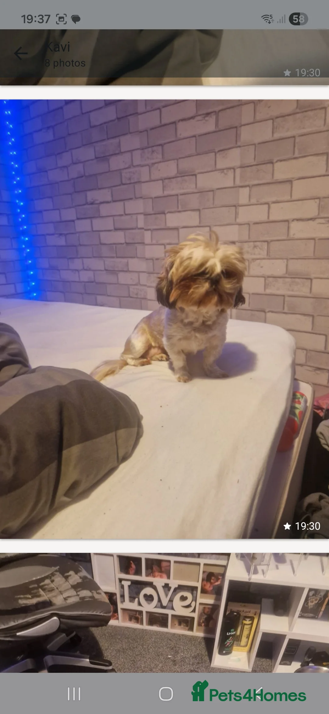 Shih Tzu dogs for sale: Poppy female - Advert 1